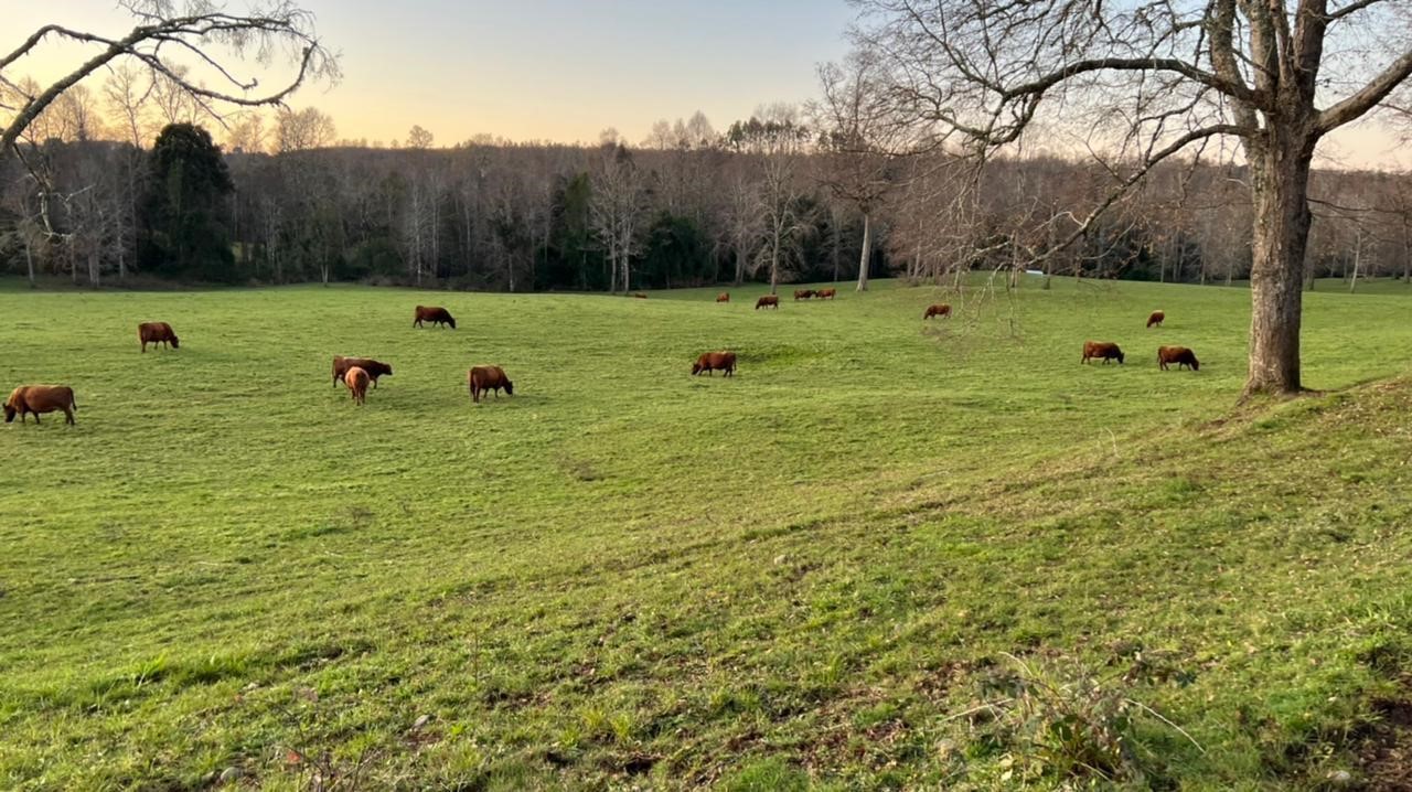 Fresia – Fundo Tres Volcanes