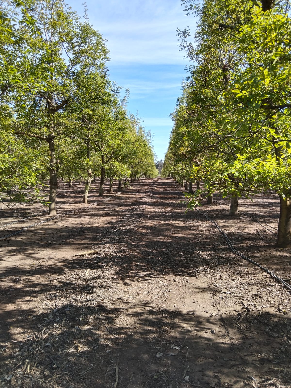 Fundo Corralco, Comuna Los Ángeles, Región de Bio Bío