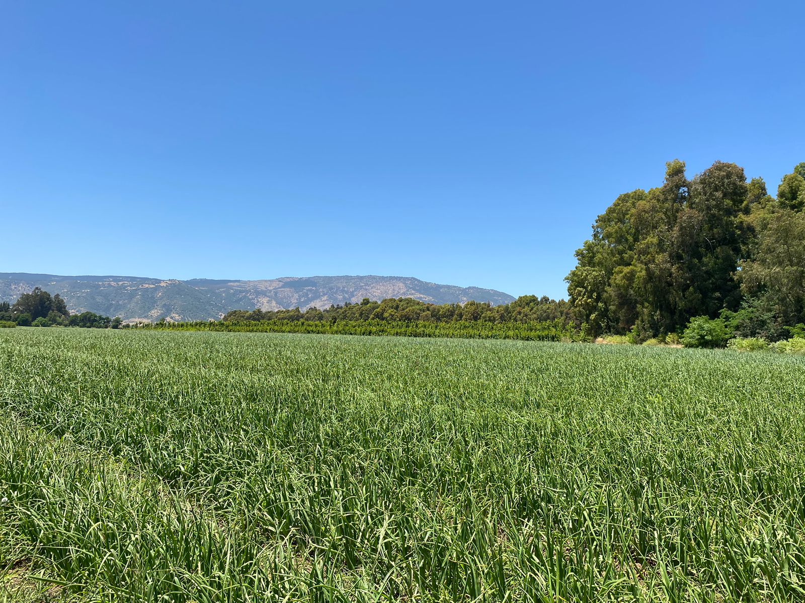 Potrero Los Molles, Comuna Lolol, Región de O’Higgins